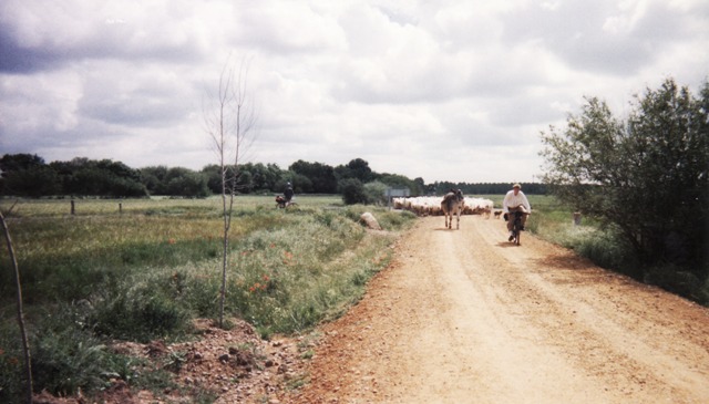 camino de santiago trail